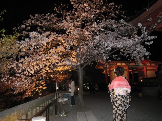 京都, 櫻花, 和服, 很相襯的東西